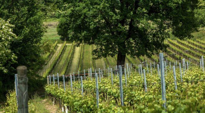 EBB 2016 e PAROSÉ 2016 MOSNEL: DEBUTTA LA NUOVA ANNATA