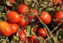 Campagna del pomodoro 2022, depositati 125 contratti all’Interprofessione del Pomodoro da industria del Nord Italia