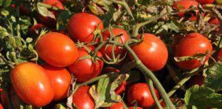 Campagna pomodoro 2024:basse rese, qualità da record, ma alti costi agricoli e di trasformazione.