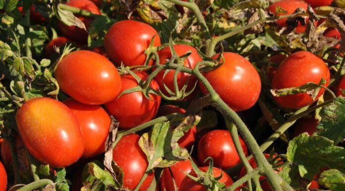 Campagna del pomodoro 2022, depositati 125 contratti all’Interprofessione del Pomodoro da industria del Nord Italia