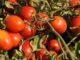 Campagna del pomodoro 2022, depositati 125 contratti all’Interprofessione del Pomodoro da industria del Nord Italia