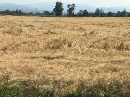 Cereali e dintorni. Inizio di settimana da incubo!