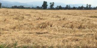 Cereali e dintorni. Inizio di settimana da incubo!