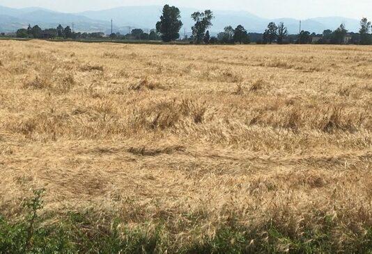 Cereali e dintorni. Inizio di settimana da incubo!
