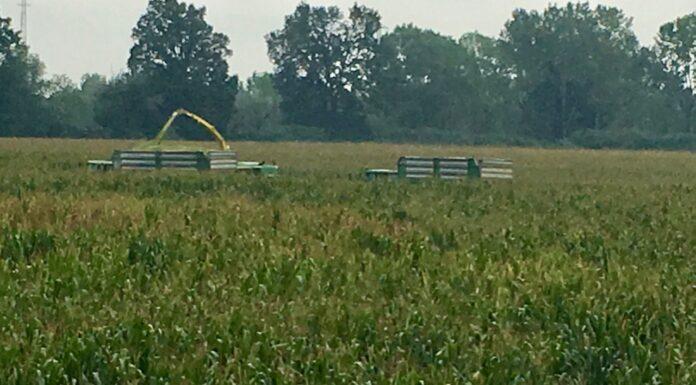 Cereali e dintorni. Mercato temporaneamente in stallo