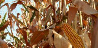 Cereali e dintorni. Borse in balia degli uragani…