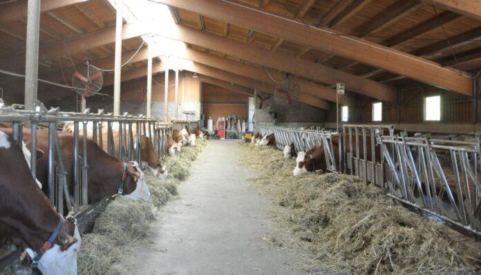 PRRE bella interno stalla PR