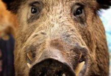 Agricoltura. Emergenza cinghiali, dalle Regioni la richiesta di un intervento urgente del Governo