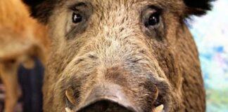 Agricoltura. Emergenza cinghiali, dalle Regioni la richiesta di un intervento urgente del Governo