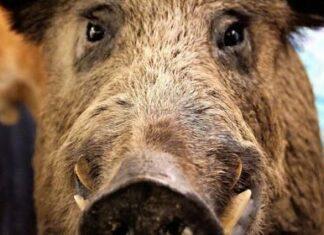 Agricoltura. Emergenza cinghiali, dalle Regioni la richiesta di un intervento urgente del Governo