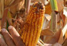 “Cereali e dintorni”. Legislatori V/S Realtà