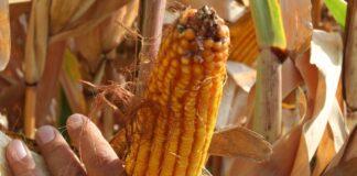 Cereali e dintorni. Incertezza e instabilità ancora in primo piano.