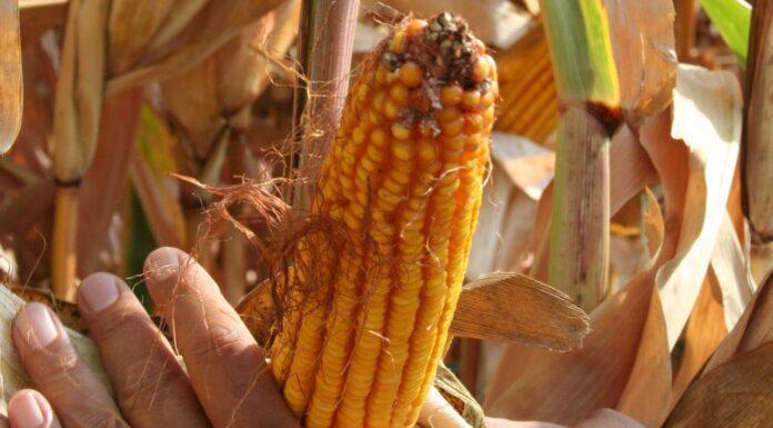 Cereali e dintorni. La tempesta non si attenua.
