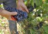 “Vendemmia al via subito dopo Ferragosto”
