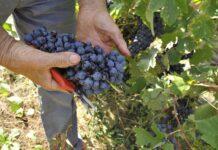 “Vendemmia al via subito dopo Ferragosto”