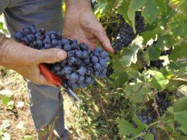 “Vendemmia al via subito dopo Ferragosto”
