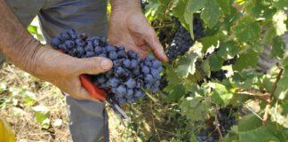 “Vendemmia al via subito dopo Ferragosto”