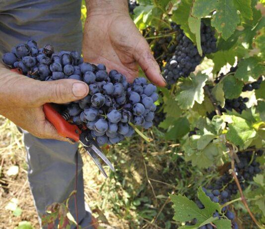 “Vendemmia al via subito dopo Ferragosto”