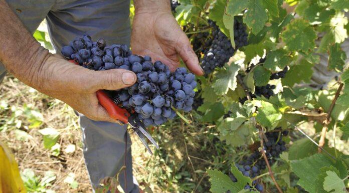 “Vendemmia al via subito dopo Ferragosto”