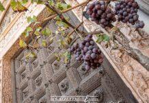 La vendemmia che verrà!