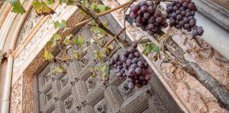 La vendemmia che verrà!