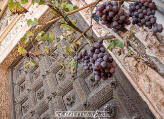 La vendemmia che verrà!