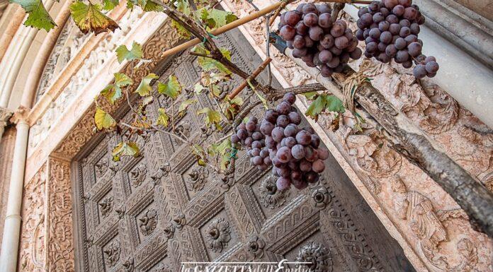 La vendemmia che verrà!