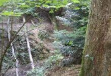 Appennino: prodotti legnosi e del sottobosco, la certificazione forestale per creare valore