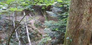 Appennino: prodotti legnosi e del sottobosco, la certificazione forestale per creare valore