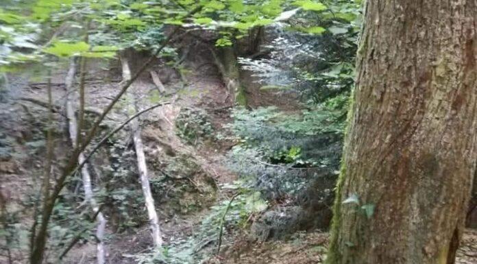 Appennino: prodotti legnosi e del sottobosco, la certificazione forestale per creare valore