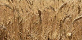 Cereali e dintorni. Il lato cattivo della globalizzazione.