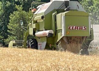 Cereali e dintorni. Il calo del grano non ha influenzato il mais