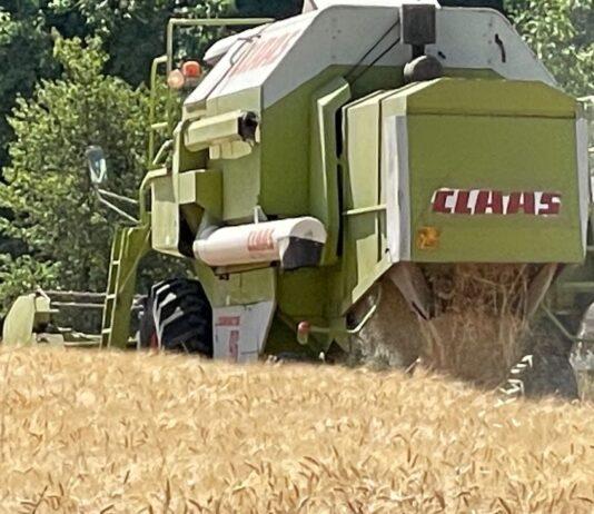 Cereali e dintorni. Il calo del grano non ha influenzato il mais
