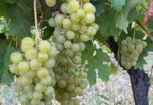 VENDEMMIA A PARMA. Partenza anticipata causa caldo torrido e siccità