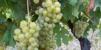 VENDEMMIA A PARMA. Partenza anticipata causa caldo torrido e siccità