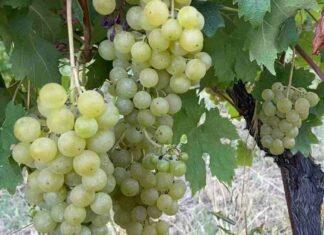 VENDEMMIA A PARMA. Partenza anticipata causa caldo torrido e siccità