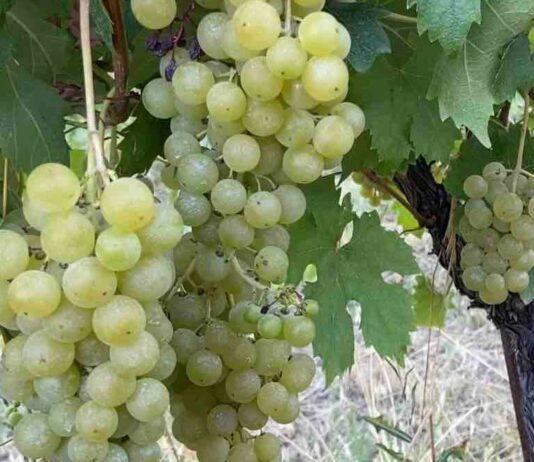 VENDEMMIA A PARMA. Partenza anticipata causa caldo torrido e siccità