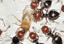 Le formiche son meglio dei pesticidi contro gli insetti dannosi