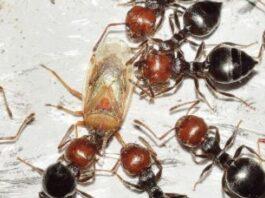 Le formiche son meglio dei pesticidi contro gli insetti dannosi