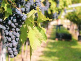 Una vendemmia per l’Amarone nel pieno dell’emergenza stagionale