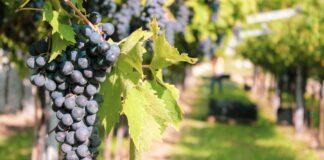 Una vendemmia per l’Amarone nel pieno dell’emergenza stagionale