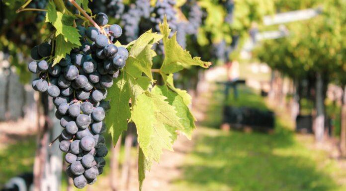 Una vendemmia per l’Amarone nel pieno dell’emergenza stagionale