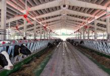 Gli allevatori latte ci riportano le conseguenze di caldo e siccità