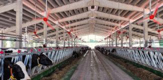 Gli allevatori latte ci riportano le conseguenze di caldo e siccità