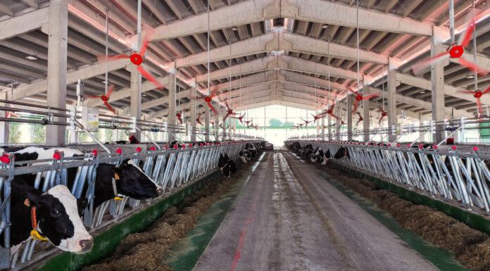 Gli allevatori latte ci riportano le conseguenze di caldo e siccità