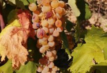 Luca Matarazzo miglior sommelier dell’Albana.