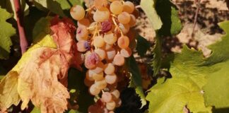 Luca Matarazzo miglior sommelier dell’Albana.