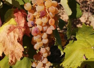 Luca Matarazzo miglior sommelier dell’Albana.