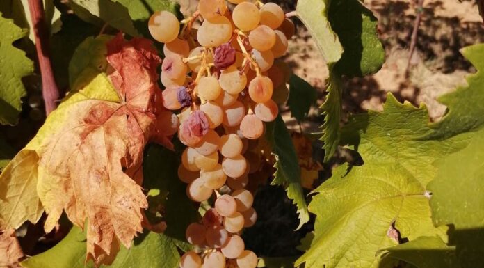 Luca Matarazzo miglior sommelier dell’Albana.