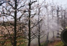 Irroratrice per impianti a spalliera. Il Turboatomizzatore portato ad aspirazione anteriore.